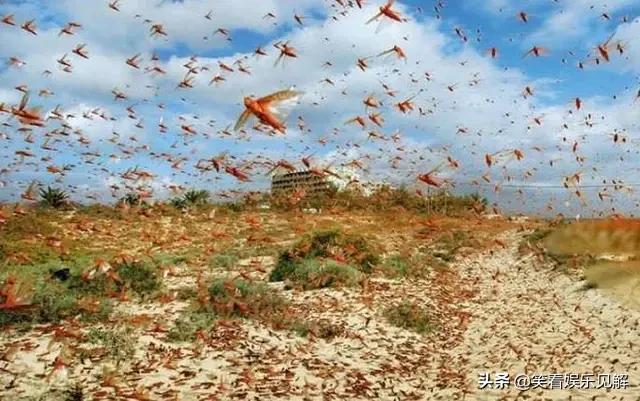 巴铁蝗灾进入紧急状态，中国出动灭蝗3大克星，用实力搭救巴铁！