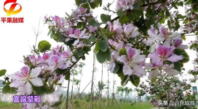 紫荆花、黄花风铃木、木棉花……百色这个地方早已花开成海！