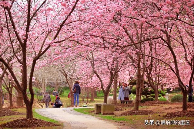 疫情下的无锡鼋头渚樱花悄悄盛开，没有了人头攒动却有点难过