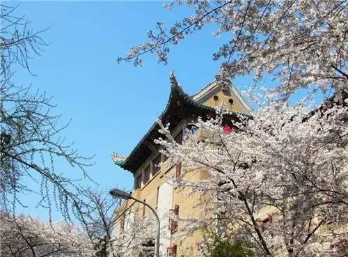 春风得意樱花开，只盼与君再相逢