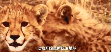 我们终于把地球搞出事了