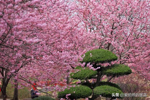 疫情下的无锡鼋头渚樱花悄悄盛开，没有了人头攒动却有点难过