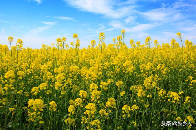 油菜花开了，可惜没有游客来欣赏