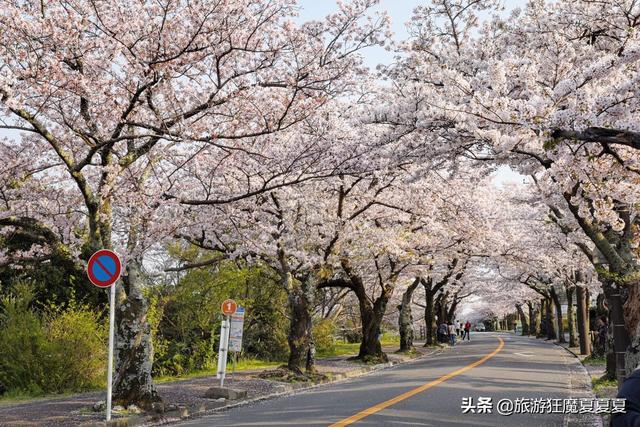 漫步樱花大道上，感受落英缤纷，才知道樱花季的日本有多美