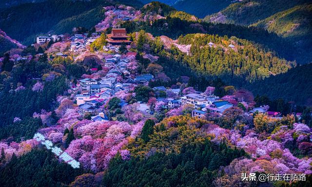 日本樱花季：禁止73国游客入境，本地人戴口罩赏樱