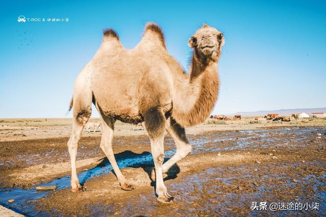 西安女娃10天自驾跑遍北疆——去了你不知道的小众地方