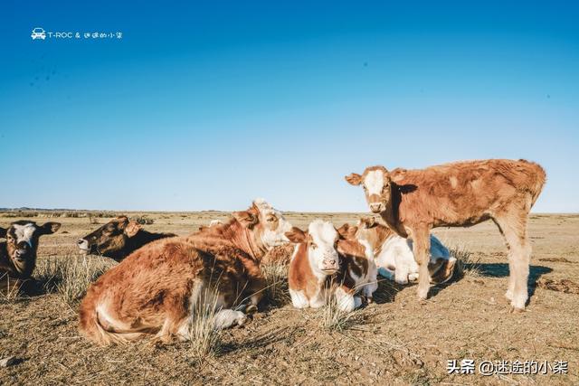 西安女娃10天自驾跑遍北疆——去了你不知道的小众地方