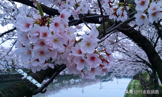 日本樱花季：禁止73国游客入境，本地人戴口罩赏樱