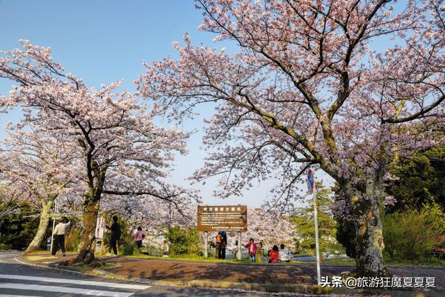 漫步樱花大道上，感受落英缤纷，才知道樱花季的日本有多美