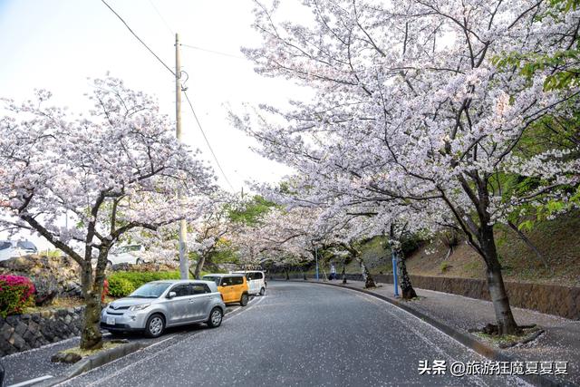 漫步樱花大道上，感受落英缤纷，才知道樱花季的日本有多美