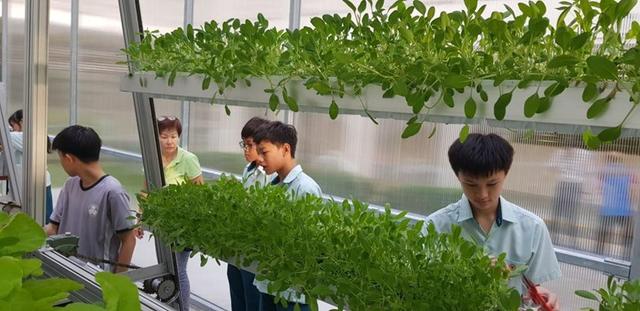 担心疫情引发“粮荒”，新加坡计划将住宅楼顶改为农场