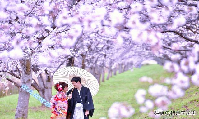 日本樱花季：禁止73国游客入境，本地人戴口罩赏樱