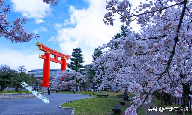 日本樱花季：禁止73国游客入境，本地人戴口罩赏樱