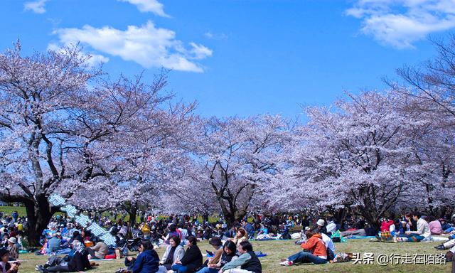 日本樱花季：禁止73国游客入境，本地人戴口罩赏樱