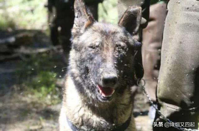 中国最危险的一处边境，7条军犬被咬死，士兵只能防御无法反击