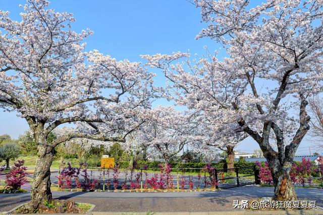 漫步樱花大道上，感受落英缤纷，才知道樱花季的日本有多美