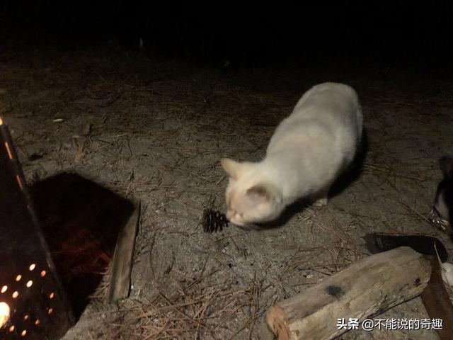 一人露营，却意外遇上当地猫民？奇妙的邂逅让这趟旅程温暖人心