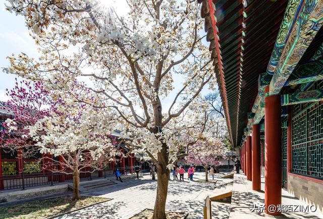 頤和園賞花正當時，乾隆慈禧都住過的樂壽堂，這片玉蘭太美啦！