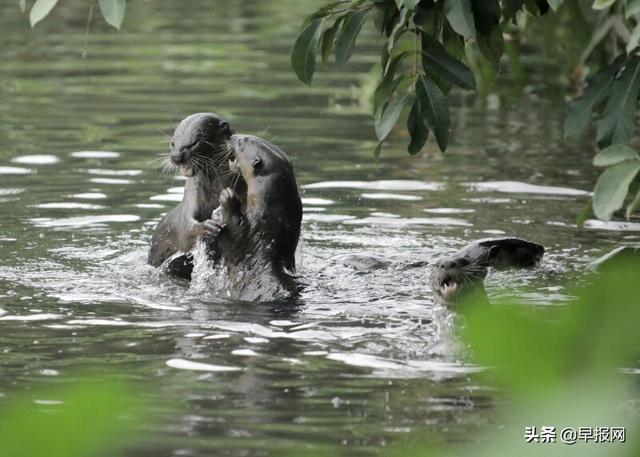 打群架占水道侵魚塘 新加坡國民萌物犯衆怒