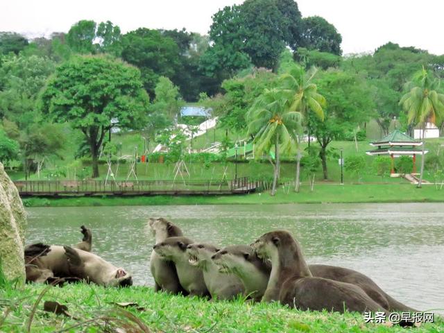 打群架占水道侵魚塘 新加坡國民萌物犯衆怒