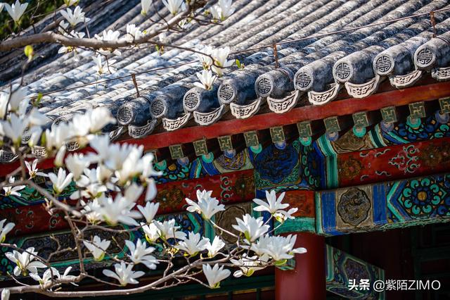 頤和園賞花正當時，乾隆慈禧都住過的樂壽堂，這片玉蘭太美啦！