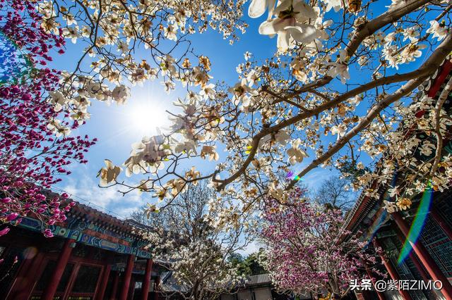 頤和園賞花正當時，乾隆慈禧都住過的樂壽堂，這片玉蘭太美啦！