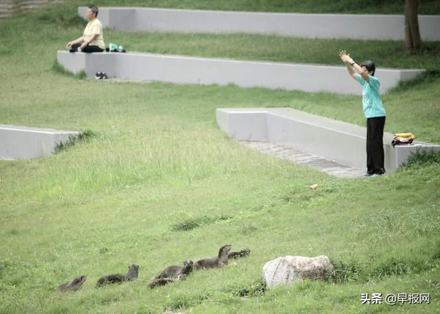 打群架占水道侵魚塘 新加坡國民萌物犯衆怒