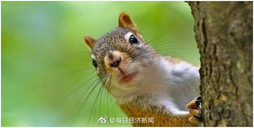 美国出现鼠疫疫情，美一只松鼠鼠疫检测呈阳性