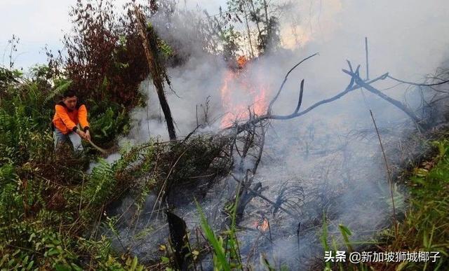 雾霾预警！新加坡的邻国爆发森林大火，口罩要戴到天荒地老