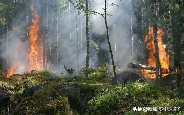 雾霾预警！新加坡的邻国爆发森林大火，口罩要戴到天荒地老