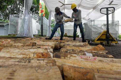 新加坡销毁约9吨象牙 纪念世界大象日