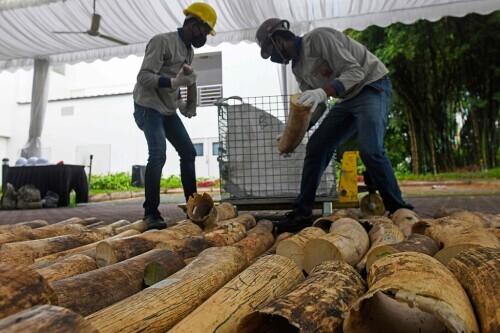 新加坡销毁约9吨象牙 纪念世界大象日