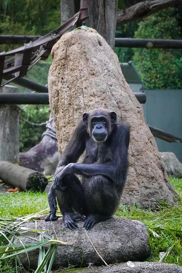新加坡總理李顯龍逛動物園：引來民衆網上圍觀