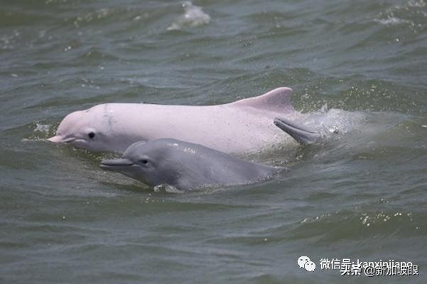 濒临绝种的粉红色海豚，现身新加坡南部海域