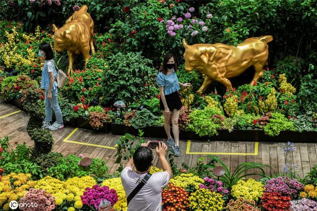 喜迎春节！新加坡滨海湾花园举行“大丽花之梦”花卉展