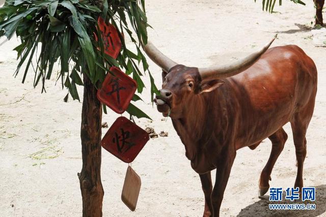 新加坡：动物园里迎牛年