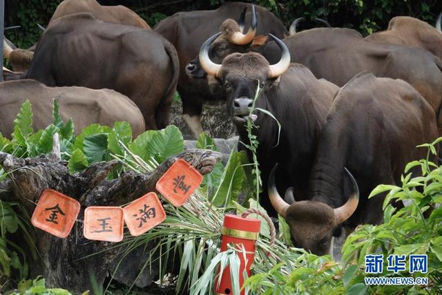 新加坡：动物园里迎牛年