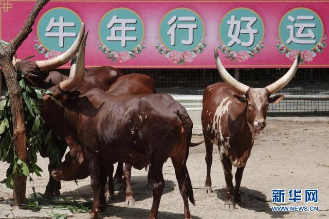 新加坡：动物园里迎牛年