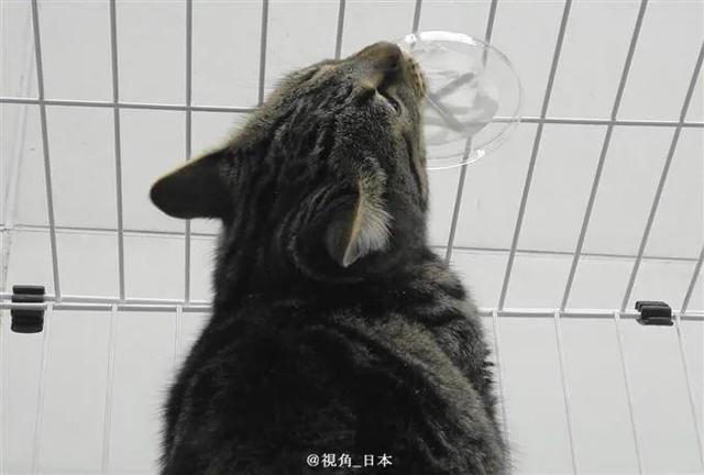 日本研究发现猫喜欢蹭木天蓼是为了驱蚊 & 20年访日游客减少87%