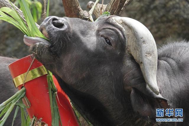 新加坡：动物园里迎牛年