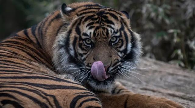 印尼动物园两只濒危苏门答腊虎逃跑，造成一人一虎死亡