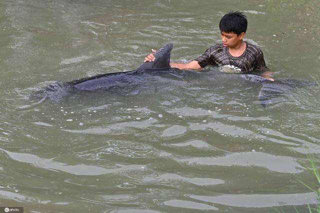 画面暖心！印尼民众营救迷路海豚送回大海