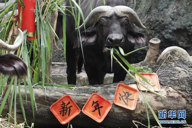 新加坡：动物园里迎牛年