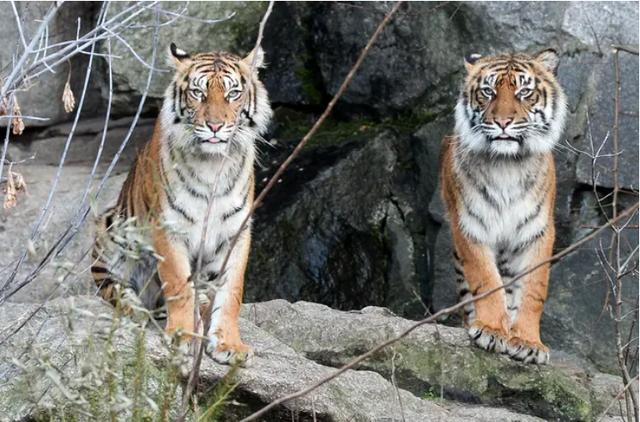 印尼动物园两只濒危苏门答腊虎逃跑，造成一人一虎死亡