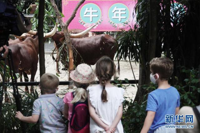 新加坡：动物园里迎牛年