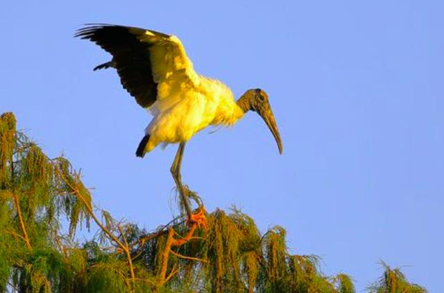 30万条缅甸蟒肆虐美国佛州，吞食鳄鱼绞杀大鹿，美国人无可奈何