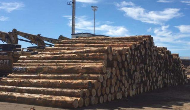 澳洲难了！中国刚宣布降税，澳六大州就失去了对华出口原木资格