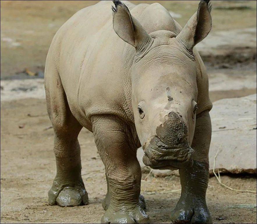 为了火，玩命了！新加坡小伙为拍短视频跳进犀牛圈里