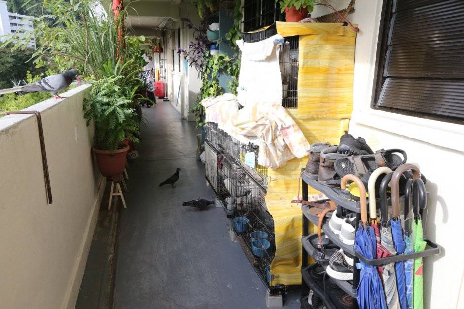 医护人员爱鸟 让鸡自由走动 组屋走廊变"飞禽公园"