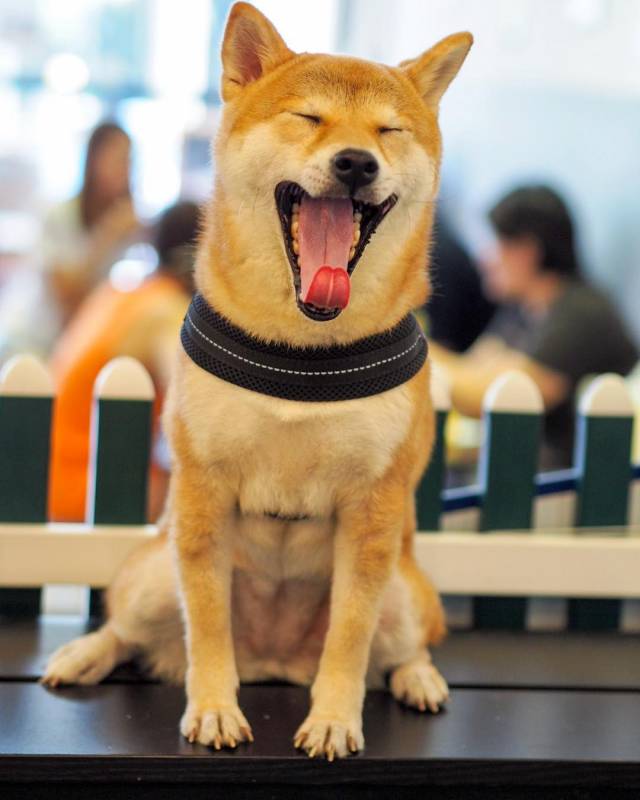 超治愈撸狗圣地 ！和狗狗来一场亲密约会🐶 宠物聚集地，把这份可爱收藏起来💌